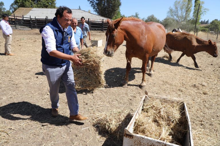 Pequeños agricultores de Rucapequén recibieron alimentos para sus animales