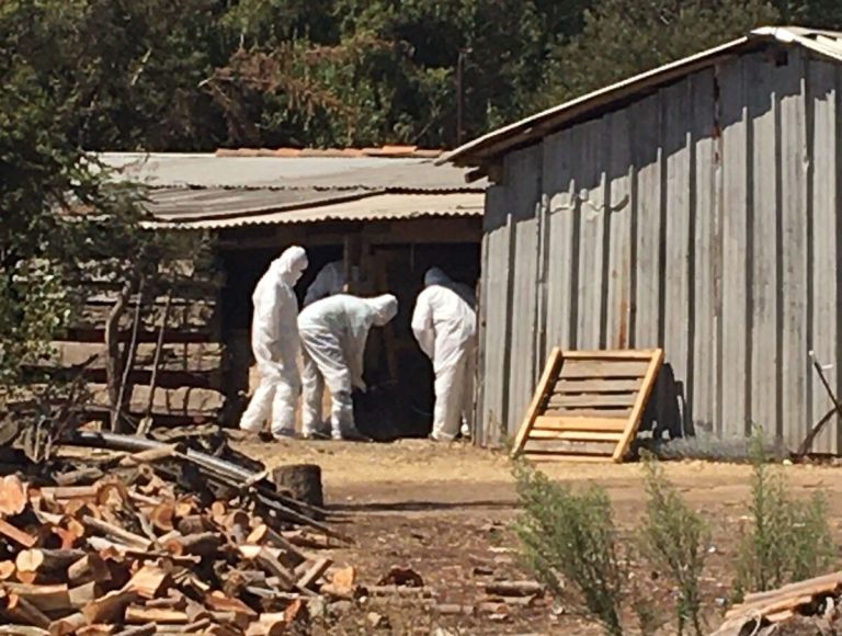 SAG confirmó gripe aviar en gallinas en sector rural de Rucapequén